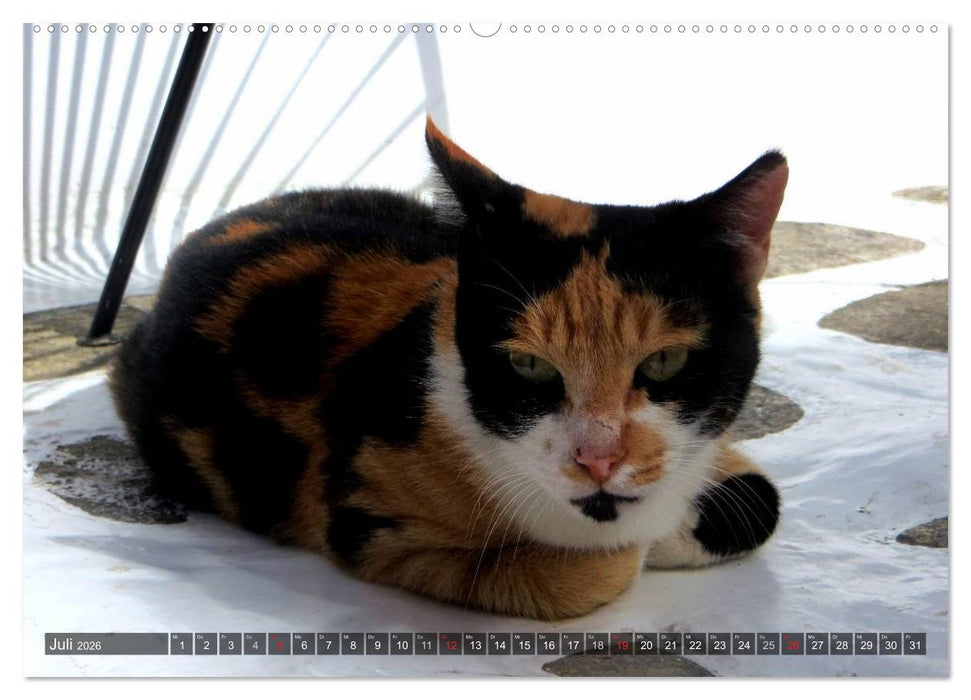 SAMTPFOTEN auf Mykonos (CALVENDO Premium Wandkalender 2026)