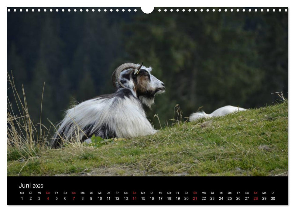 Maramures - Rumäniens zeitloser Norden (CALVENDO Wandkalender 2026)