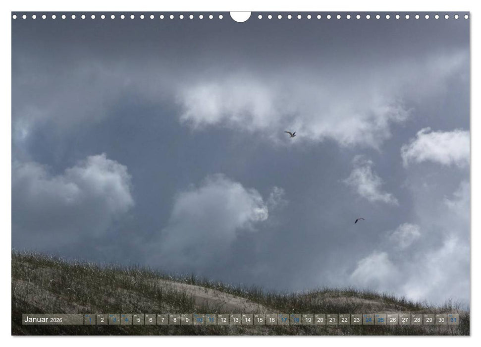 Texel. Neue Dünen (CALVENDO Wandkalender 2026)