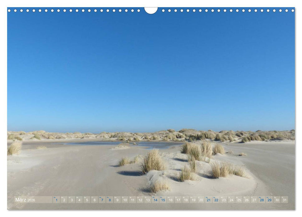 Texel. Neue Dünen (CALVENDO Wandkalender 2026)