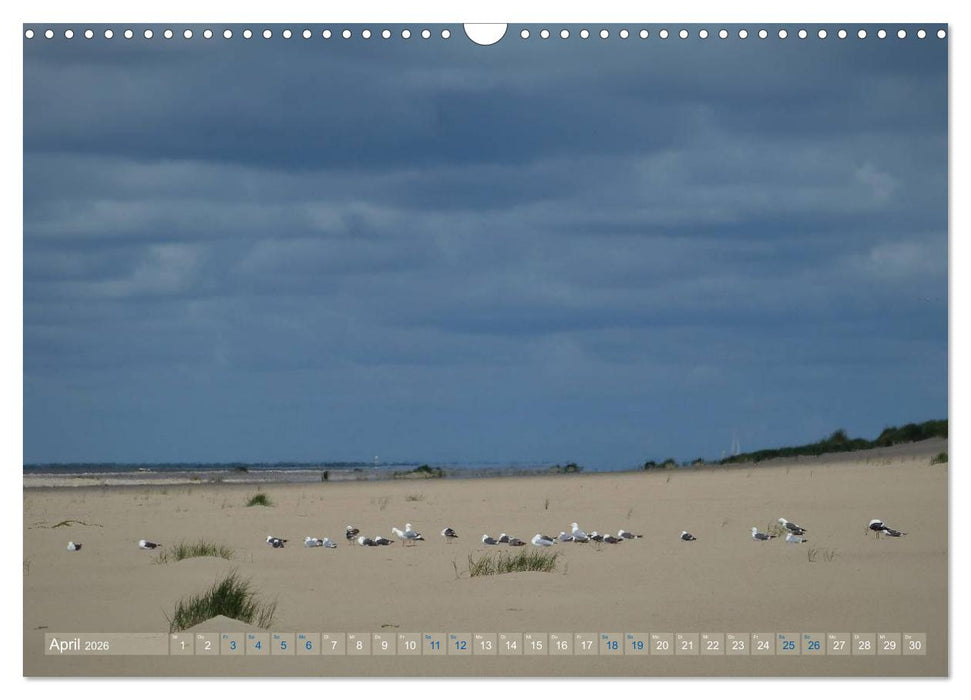 Texel. Neue Dünen (CALVENDO Wandkalender 2026)