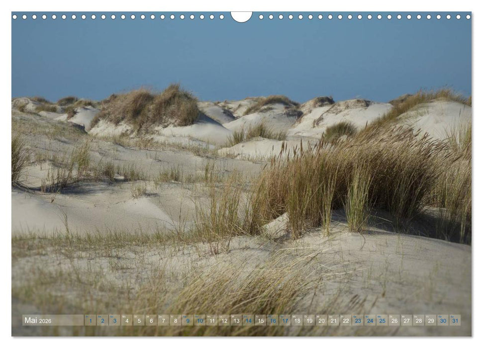 Texel. Neue Dünen (CALVENDO Wandkalender 2026)