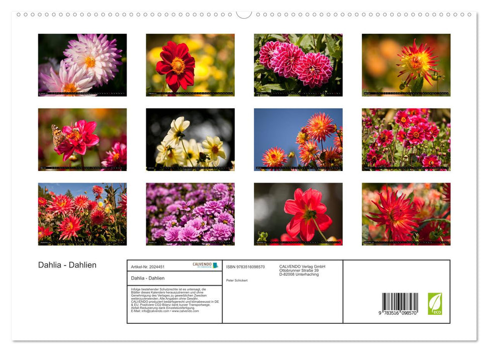 Dahlia - Dahlien (CALVENDO Premium Wandkalender 2026)