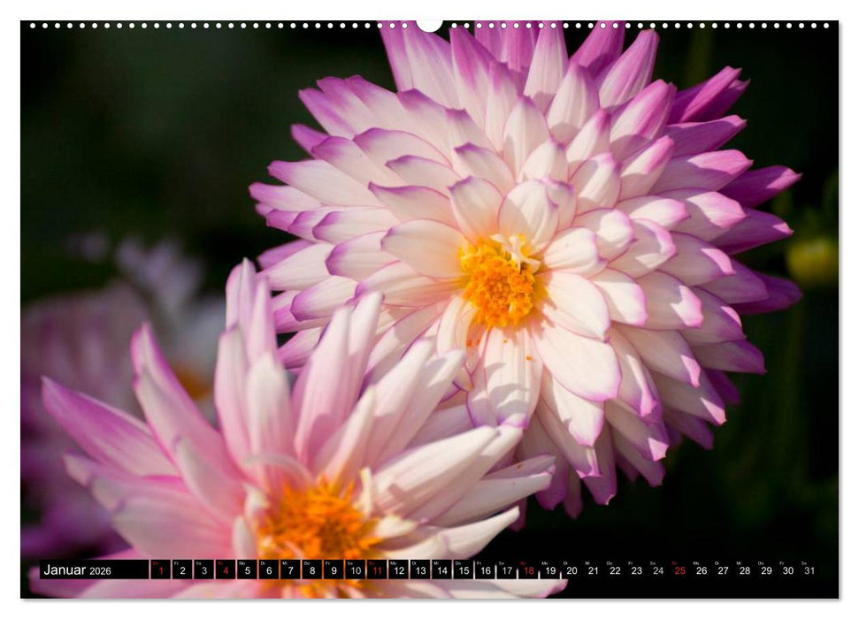 Dahlia - Dahlien (CALVENDO Premium Wandkalender 2026)