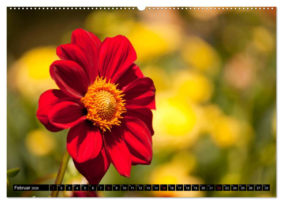 Dahlia - Dahlien (CALVENDO Premium Wandkalender 2026)