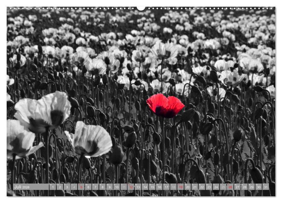 Schwarz - Weiß - Rot (CALVENDO Premium Wandkalender 2026)