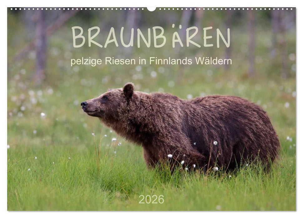 Braunbären - pelzige Riesen in Finnlands Wäldern (CALVENDO Wandkalender 2026)