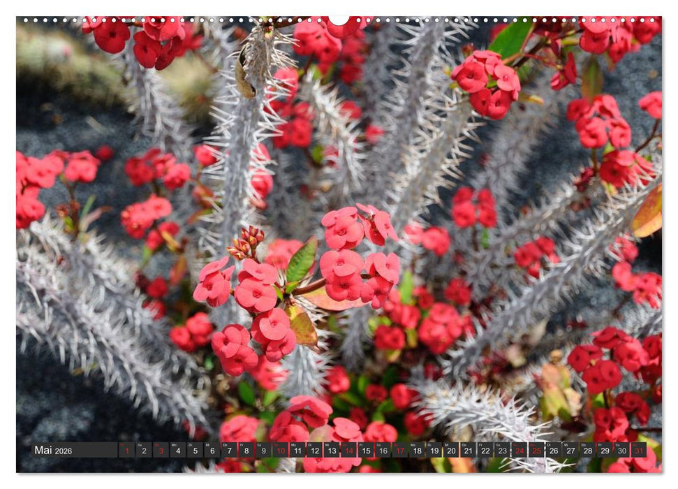 Kakteen - überraschende Gewächse (CALVENDO Premium Wandkalender 2026)