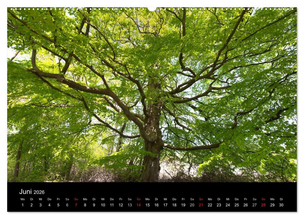 Mecklenburg - Vorpommern (CALVENDO Wandkalender 2026)