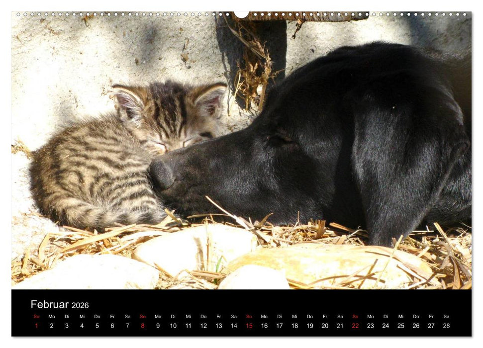 Der schwarze Hund und seine Freunde (CALVENDO Wandkalender 2026)