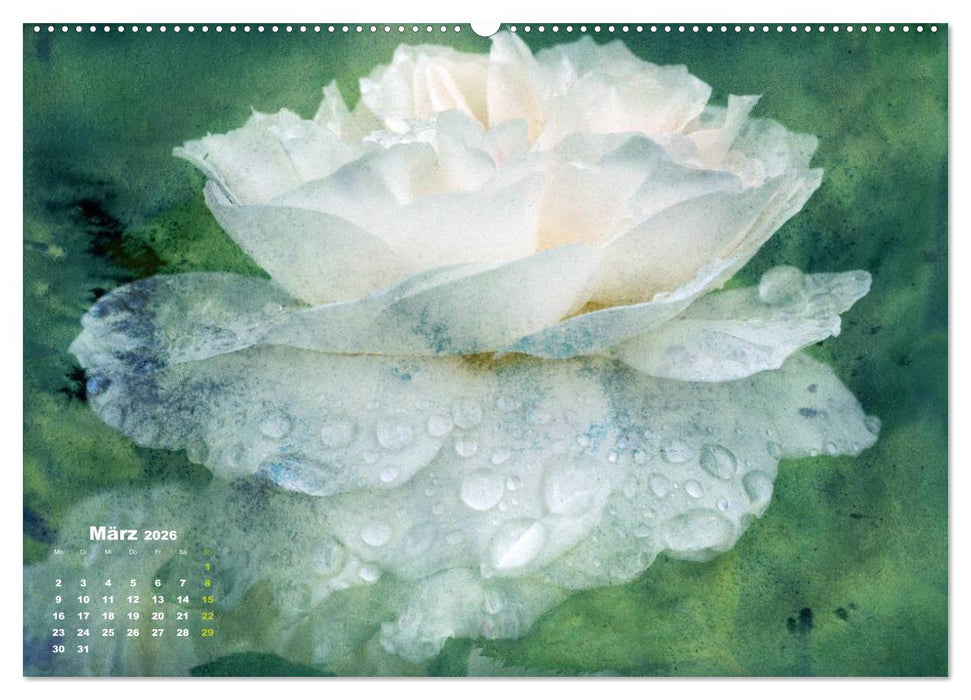 Rosen Romantik (CALVENDO Premium Wandkalender 2026)