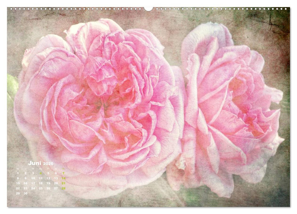Rosen Romantik (CALVENDO Premium Wandkalender 2026)