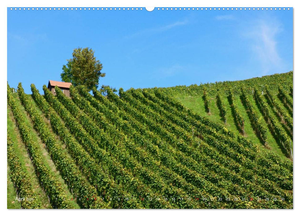 Im Baden-Badener Rebland 2026 (CALVENDO Premium Wandkalender 2026)