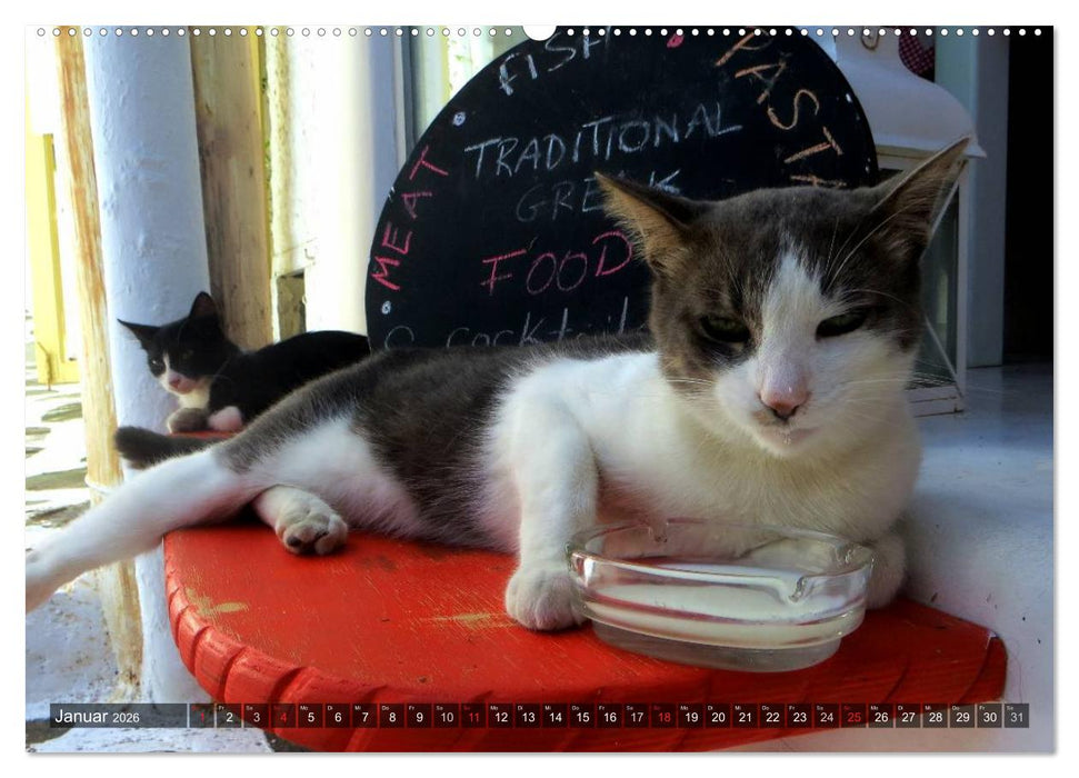 SAMTPFOTEN auf Mykonos (CALVENDO Wandkalender 2026)