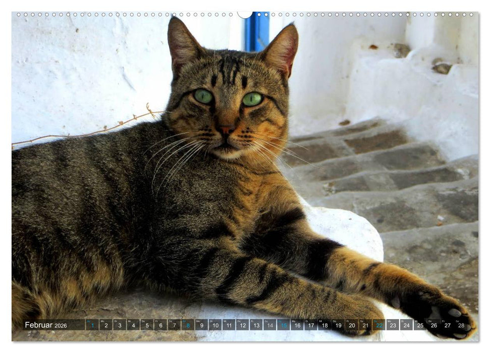 SAMTPFOTEN auf Mykonos (CALVENDO Wandkalender 2026)