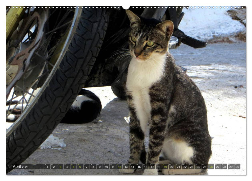 SAMTPFOTEN auf Mykonos (CALVENDO Wandkalender 2026)