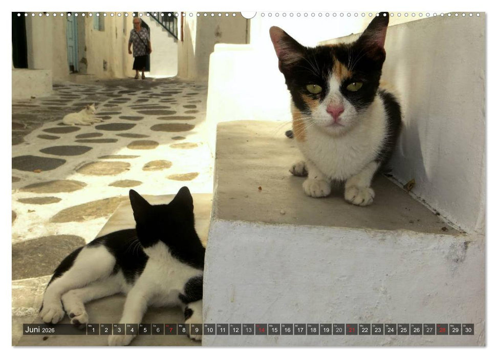 SAMTPFOTEN auf Mykonos (CALVENDO Wandkalender 2026)