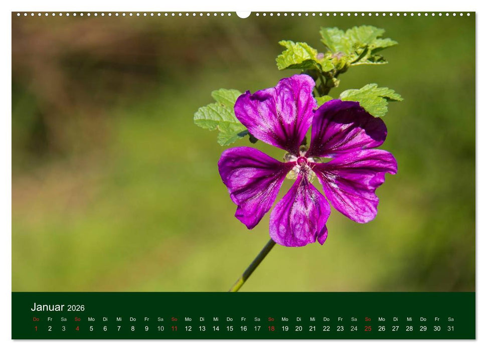 Blumen und Blüten (CALVENDO Wandkalender 2026)