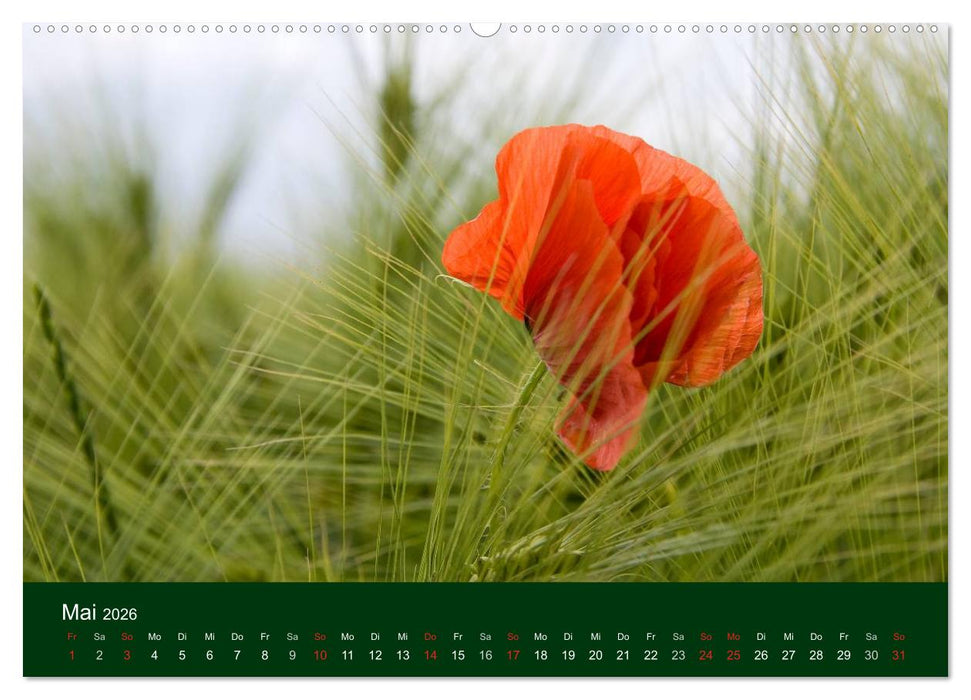 Blumen und Blüten (CALVENDO Wandkalender 2026)