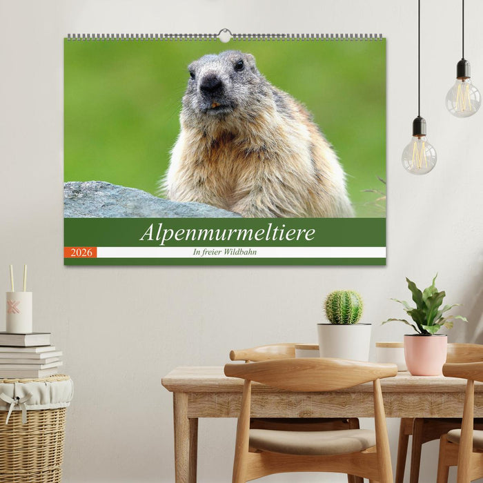 Alpenmurmeltiere in freier Wildbahn (CALVENDO Wandkalender 2026)
