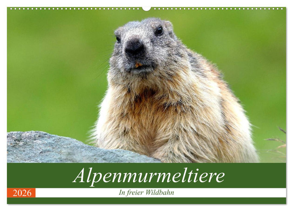 Alpenmurmeltiere in freier Wildbahn (CALVENDO Wandkalender 2026)