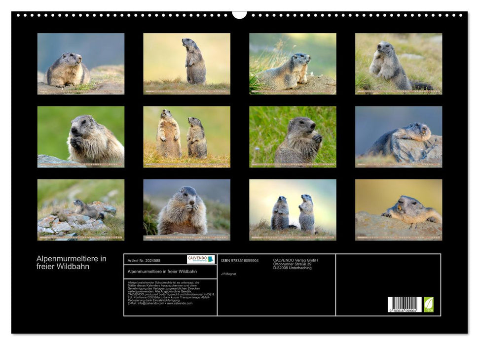Alpenmurmeltiere in freier Wildbahn (CALVENDO Wandkalender 2026)