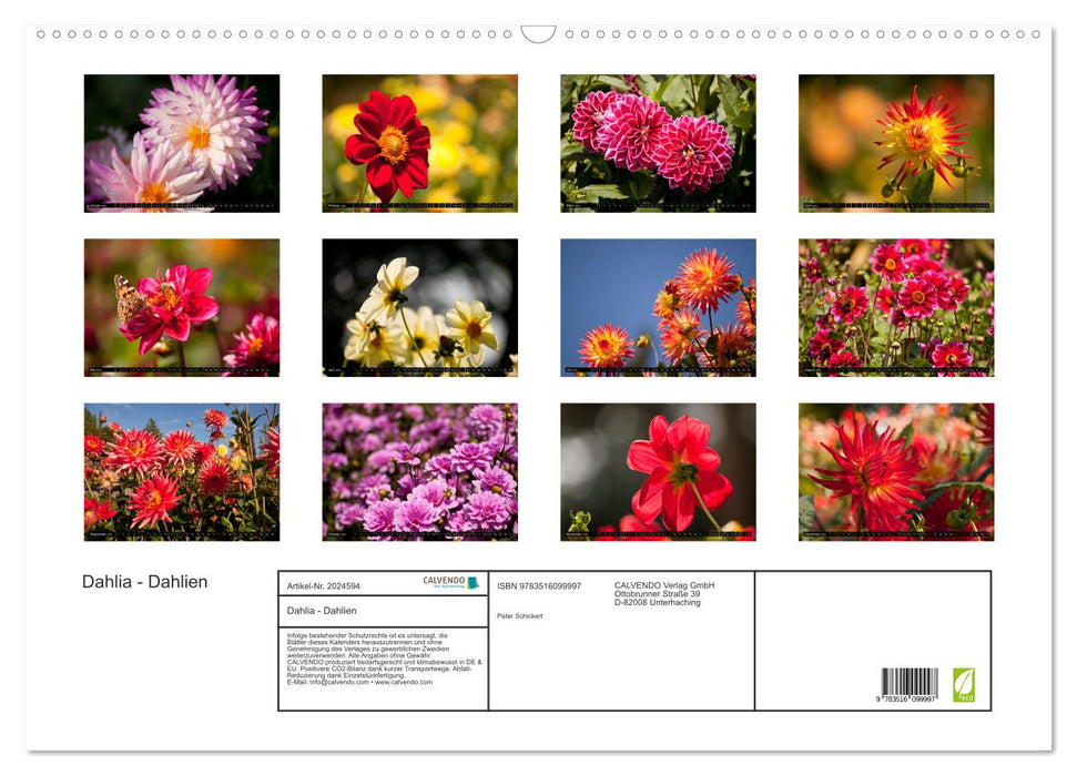 Dahlia - Dahlien (CALVENDO Wandkalender 2026)