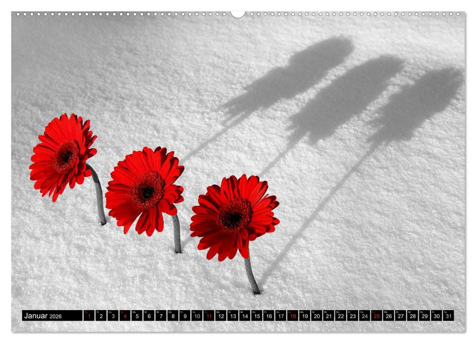 Schwarz - Weiß - Rot (CALVENDO Wandkalender 2026)