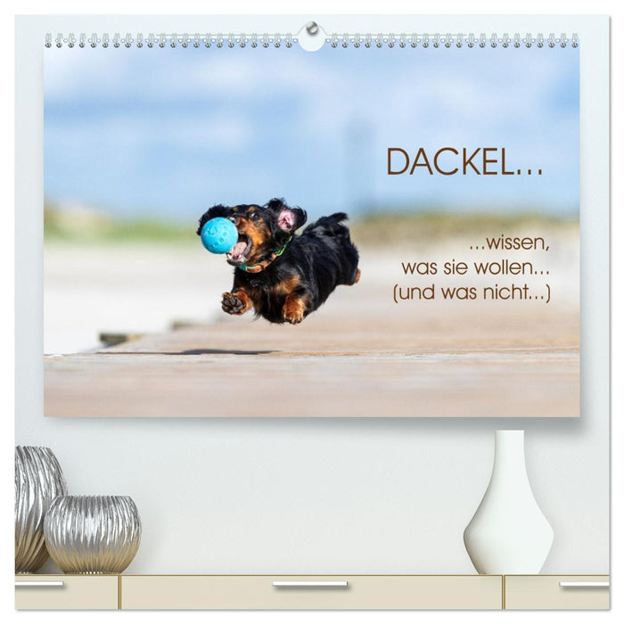 DACKEL... wissen was sie wollen... (und was nicht...) (CALVENDO Premium Wandkalender 2026)