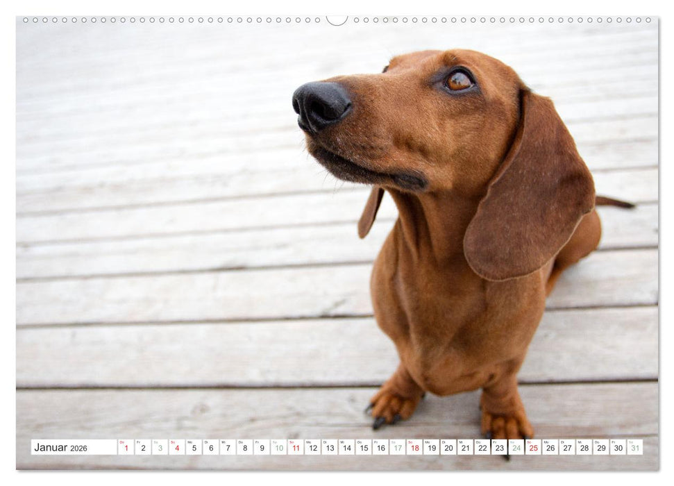 DACKEL... wissen was sie wollen... (und was nicht...) (CALVENDO Premium Wandkalender 2026)
