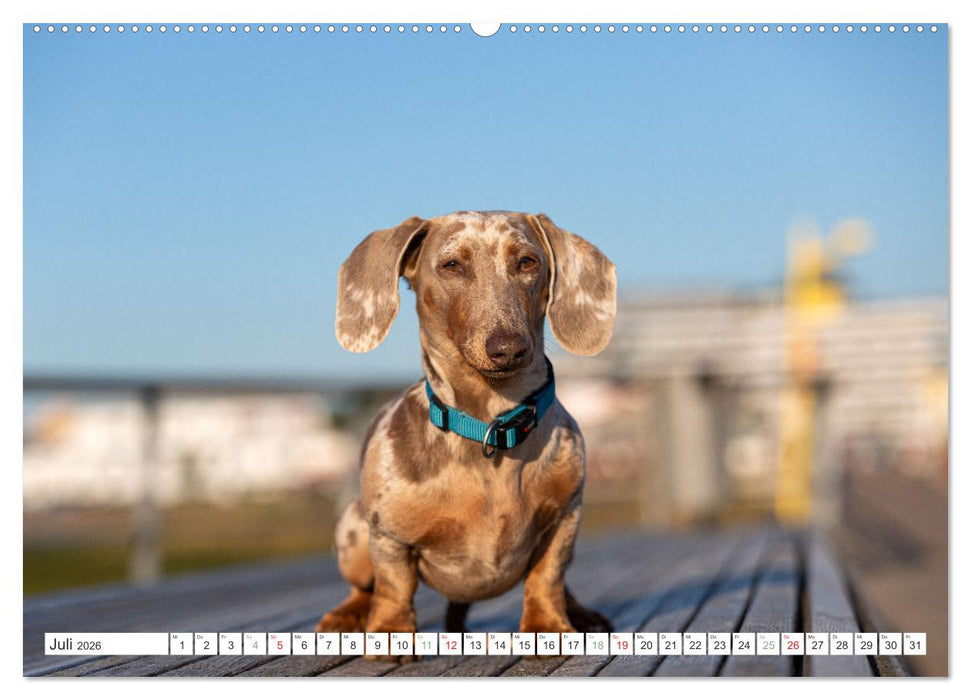 DACKEL... wissen was sie wollen... (und was nicht...) (CALVENDO Premium Wandkalender 2026)