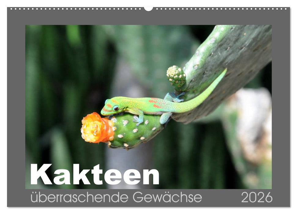 Kakteen - überraschende Gewächse (CALVENDO Wandkalender 2026)