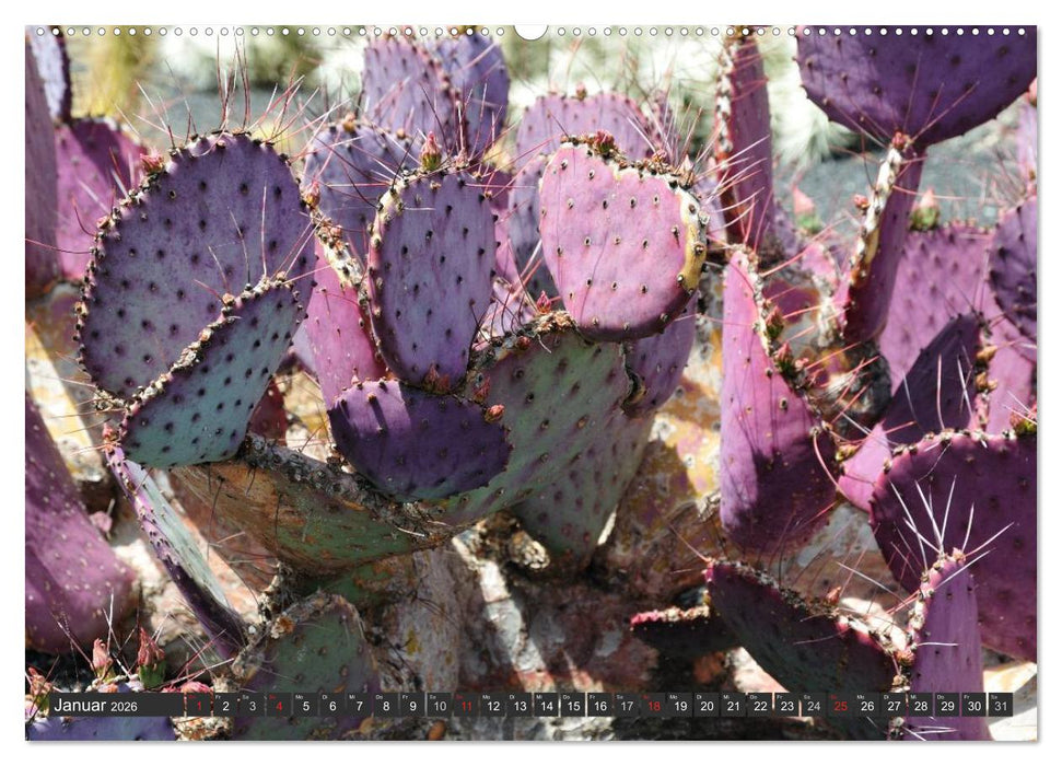 Kakteen - überraschende Gewächse (CALVENDO Wandkalender 2026)