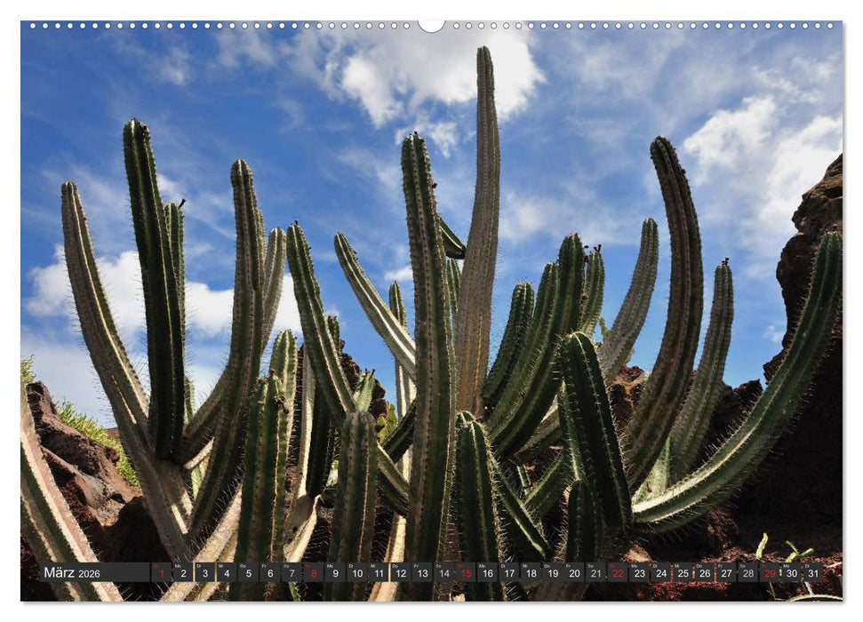 Kakteen - überraschende Gewächse (CALVENDO Wandkalender 2026)
