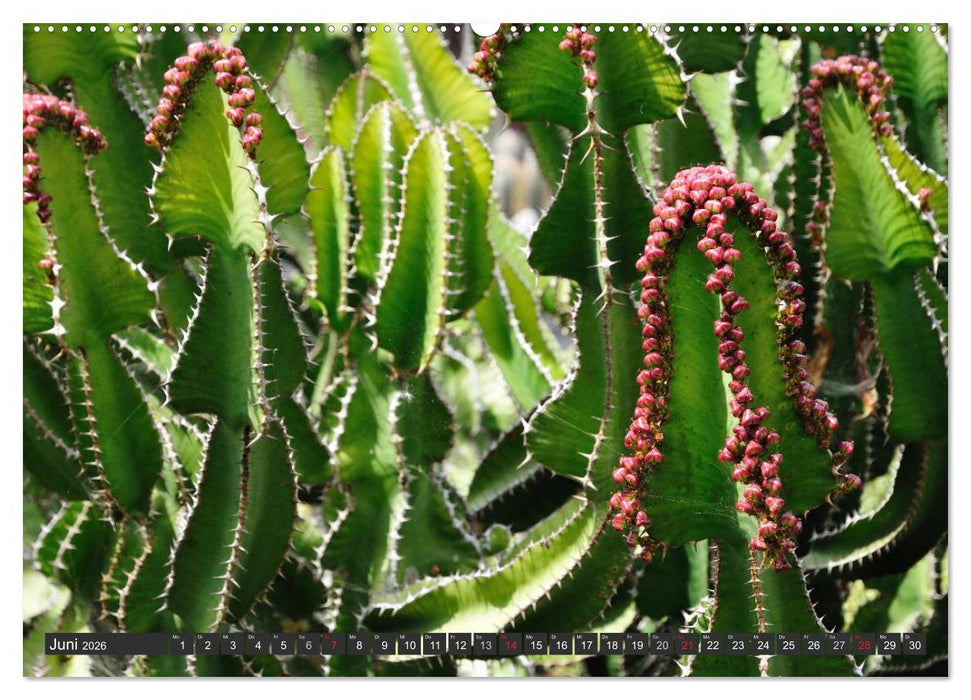 Kakteen - überraschende Gewächse (CALVENDO Wandkalender 2026)
