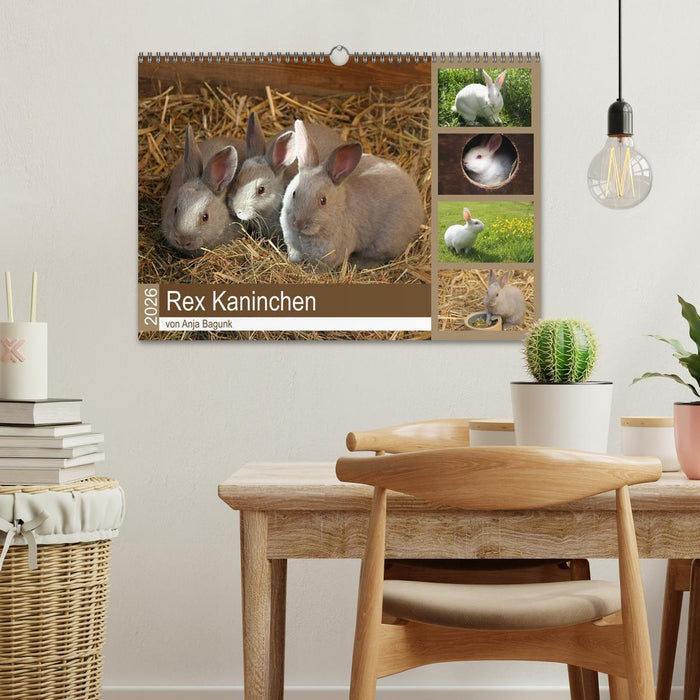 Rex - Kaninchen (CALVENDO Wandkalender 2026)