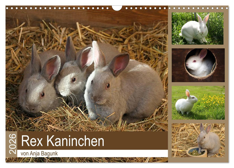 Rex - Kaninchen (CALVENDO Wandkalender 2026)