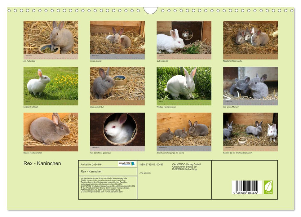 Rex - Kaninchen (CALVENDO Wandkalender 2026)