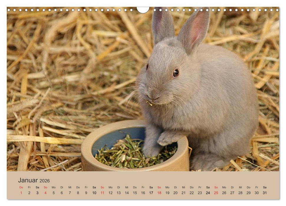 Rex - Kaninchen (CALVENDO Wandkalender 2026)