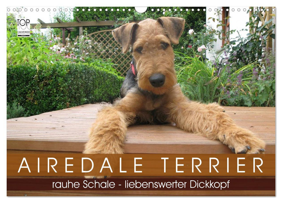 Airedale Terrier (CALVENDO Wandkalender 2026)