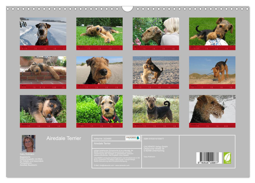Airedale Terrier (CALVENDO Wandkalender 2026)