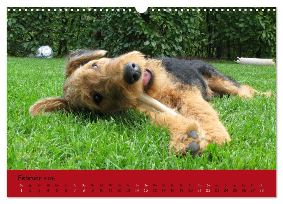 Airedale Terrier (CALVENDO Wandkalender 2026)