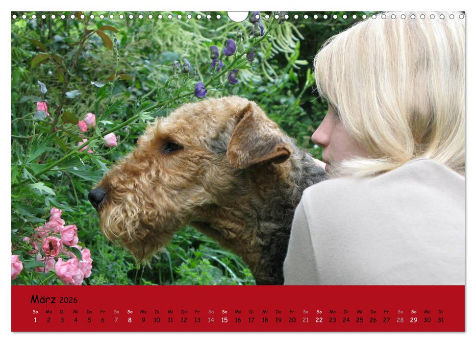 Airedale Terrier (CALVENDO Wandkalender 2026)