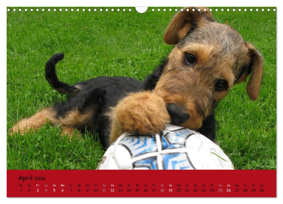 Airedale Terrier (CALVENDO Wandkalender 2026)