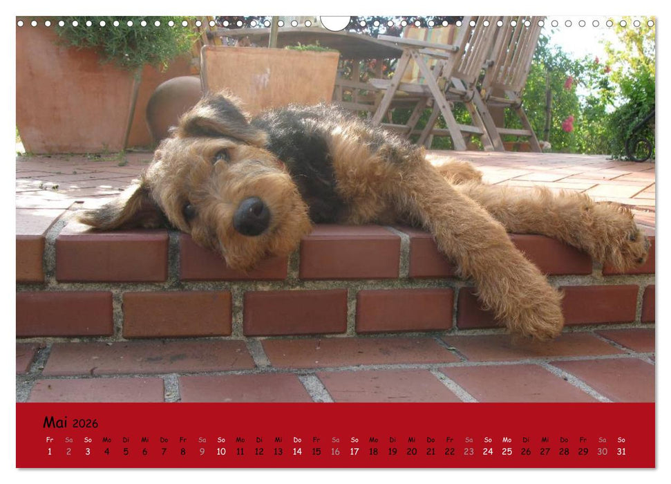 Airedale Terrier (CALVENDO Wandkalender 2026)
