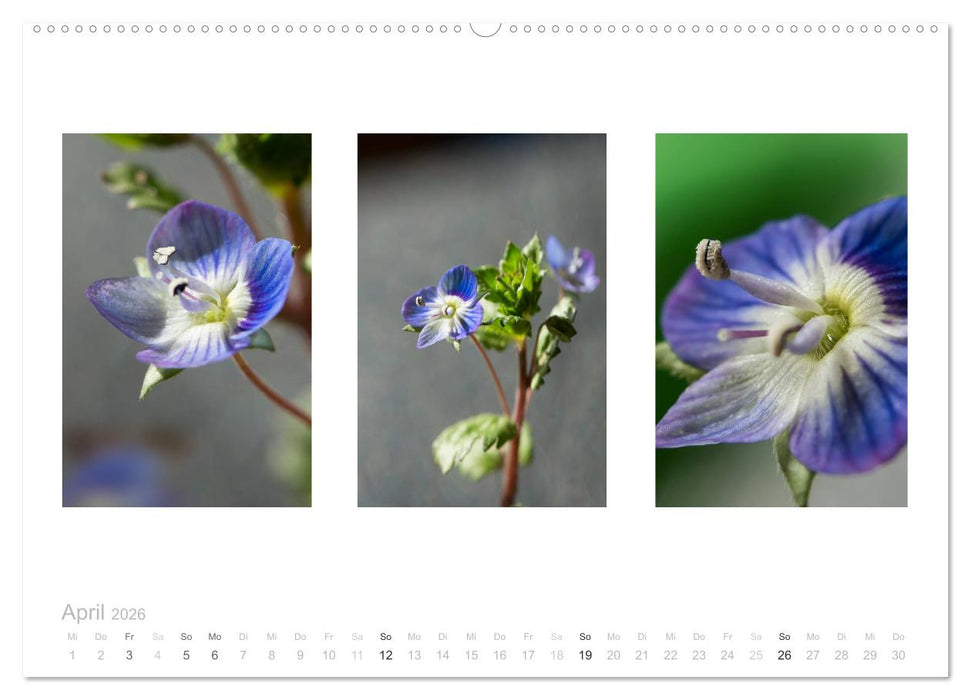 Blumen Trilogien (CALVENDO Wandkalender 2026)