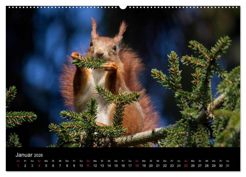 Mit dem Eichhörnchen durchs Jahr (CALVENDO Premium Wandkalender 2026)