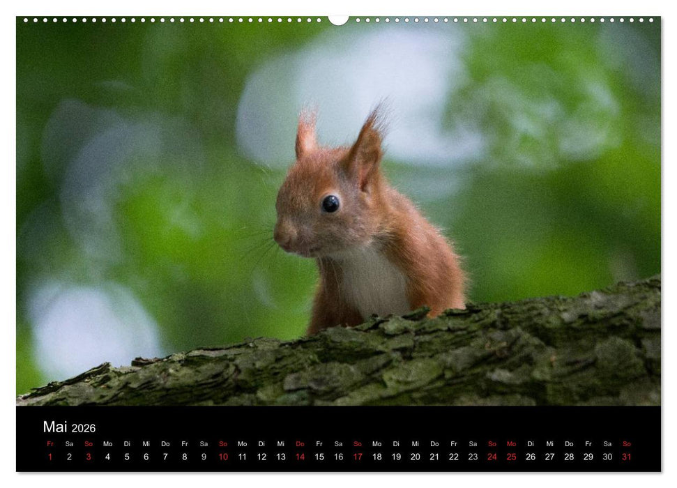 Mit dem Eichhörnchen durchs Jahr (CALVENDO Premium Wandkalender 2026)