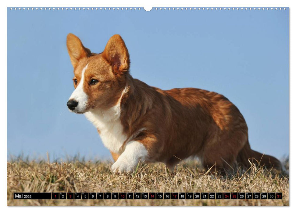 Welsh Corgi - Kobold auf 4 Pfoten (CALVENDO Premium Wandkalender 2026)