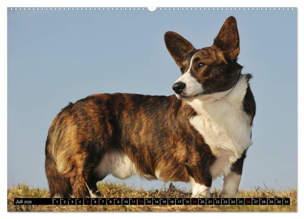 Welsh Corgi - Kobold auf 4 Pfoten (CALVENDO Premium Wandkalender 2026)